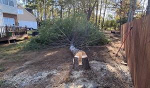 Branching Out Tree Service