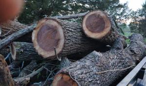 Smith tree removal & lawn Care