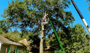 William Davis Tree Service