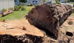 The New Northern Tree Services