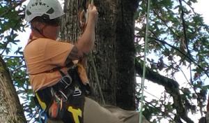 A & M Tree Service NW