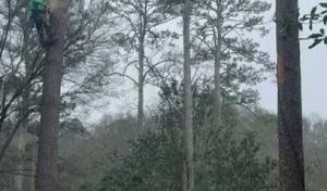 Guzman’s Tree Services