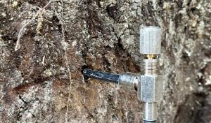 Tree Service & Consulting