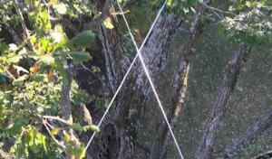 Urban Tree Arboriculture | ISA Certified Arborists | Holistic