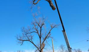 A&M Tree Services