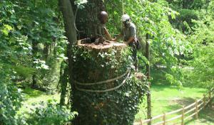 Carroll Tree Service