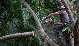 Yucaipa Tree Services