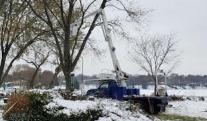 The Branch Office Tree Service