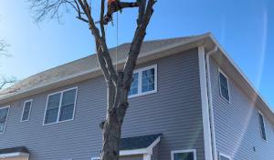 Loyalty Tree Service