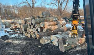 Lamanna Tree Service