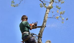 Precision Tree Service