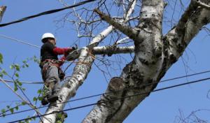 Long Island Tree Service