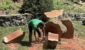 Holly Expert Tree Care Service