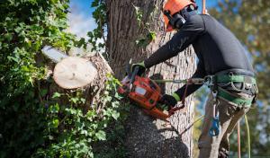 NJ Roots Tree Service