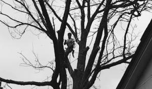 Beaumont Tree Service