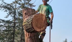 Very Good Stump Grinding & Tree Removal