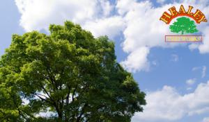 Healey Tree Works