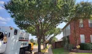 Ridgeline Tree Services