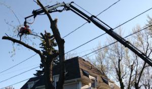 Island edge crane & tree service