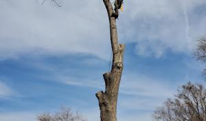 The Tree Surgeon
