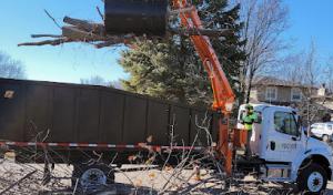 Rooted Tree Specialists