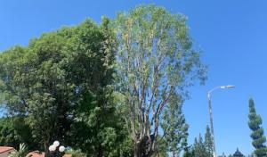 Father & Son Tree Service