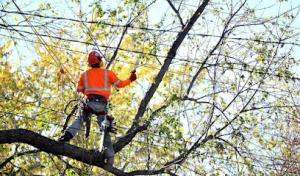Palo Alto Tree Service