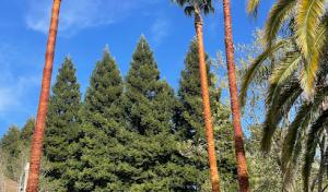 Ubaldino Tree Service