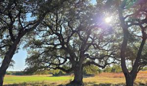 Above It All Tree Care