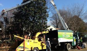 Nelson Tree Specialist