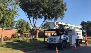 Dogwood Tree Service