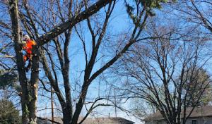 Lackeys Tree Service