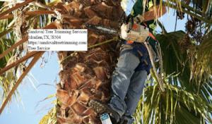 Sandoval Tree Trimming Services