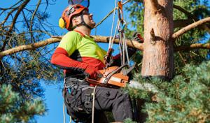 Right Way Tree Service