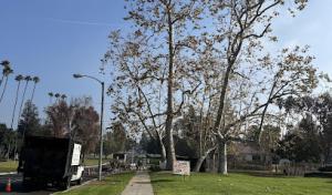 Castaneda's Tree Trimming