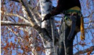 Professional Tree Service