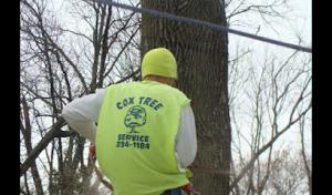 Cox Tree Service