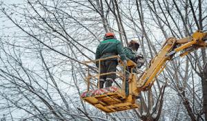 Miller Tree Company - Tree Service