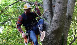 Hoot Owl Tree Service