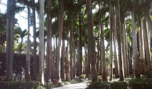 Broward Tree Service