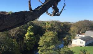 Butlers Tree Service