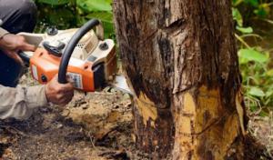 Bittmann Tree Service