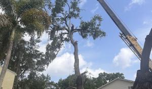 Experienced Tree Service