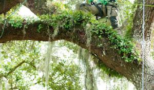 Scientific Tree Service