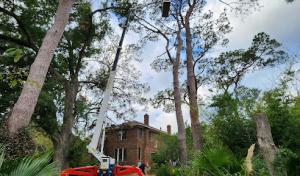 : Sendero Arbor Care