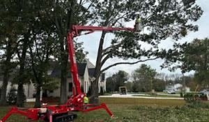 Franklin Tree Service
