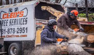 Cleds Tree Services
