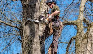 Freedom Tree Service
