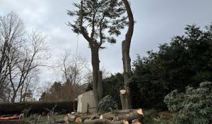 Martinez Tree Work CT