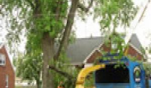 Professional Tree Care